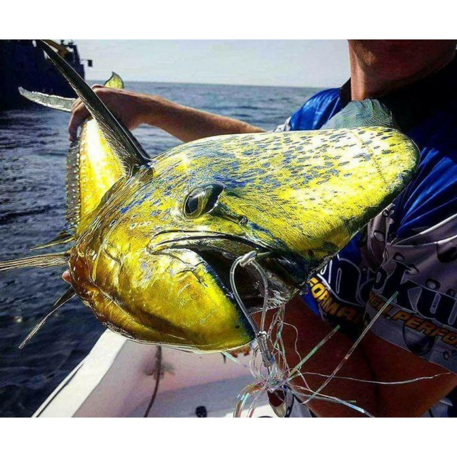 JAW LURES OFFSHORE DOMINATOR - Big Dog Tackle