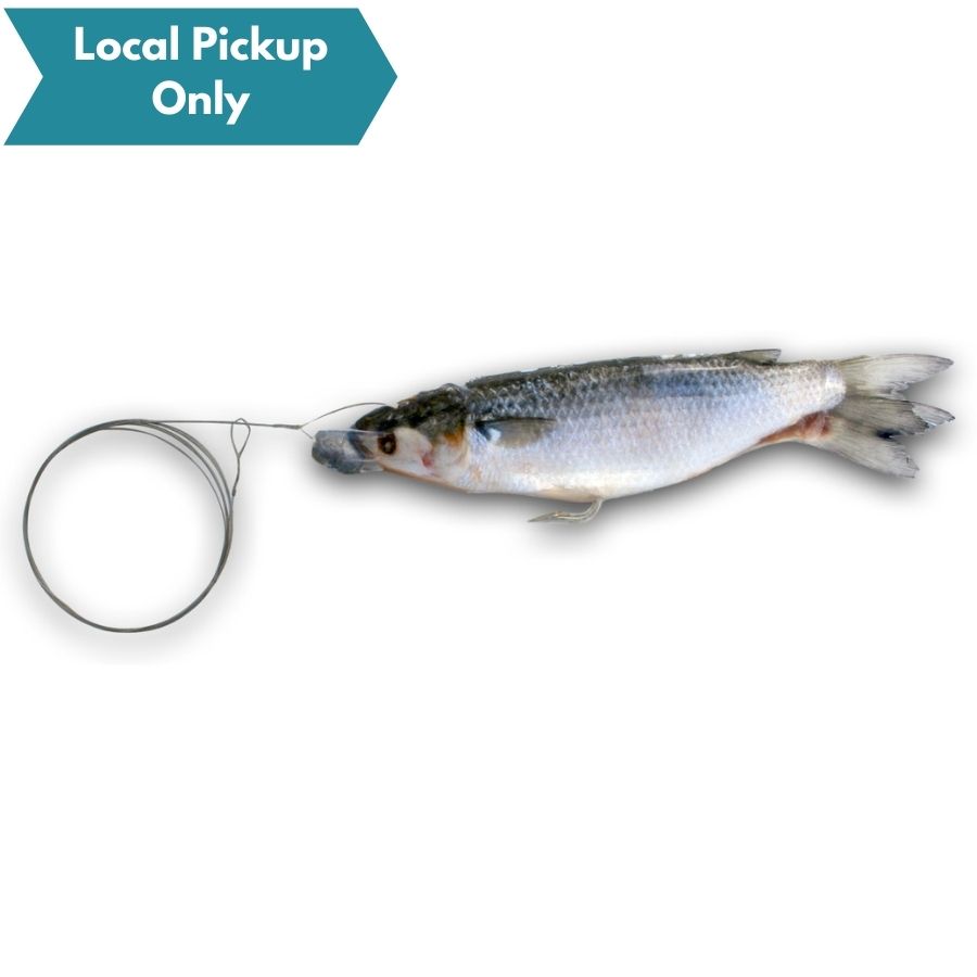 BIONIC BAIT RIGGED MULLET WIRE 1pk – Big Dog Tackle